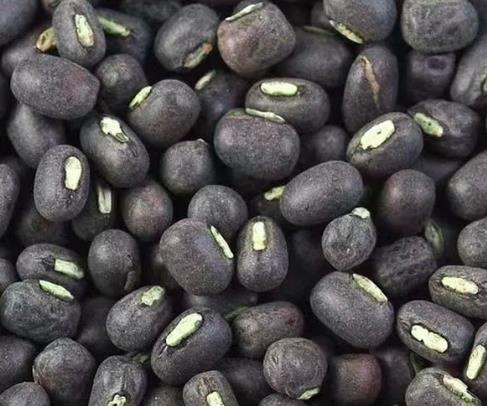 黑麦豆价钱上扬及2个月来缅甸豆类出口情况
