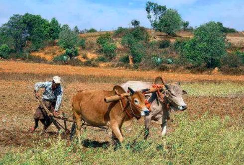农业部门将在钦邦地区推广新稻谷良种