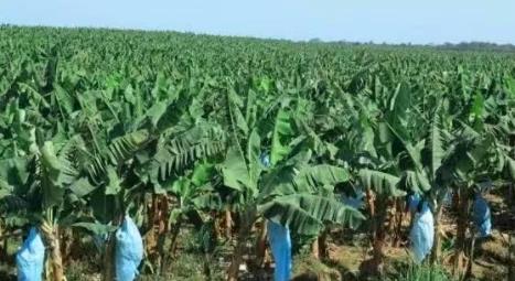 实皆省种植了25,000多英亩的香蕉