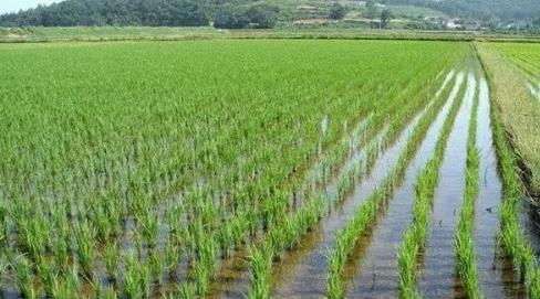 伊洛瓦底省完成130多万英亩雨季稻的种植工作