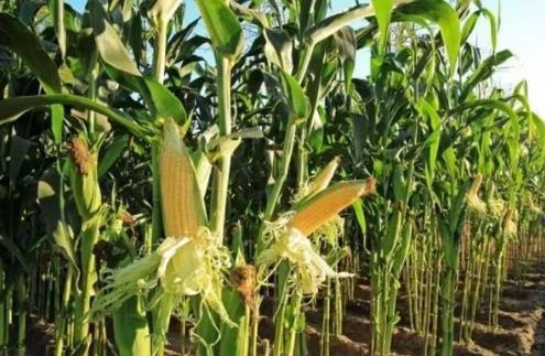 掸邦北部腊戌专区已完成11多万英亩玉米的种植工作