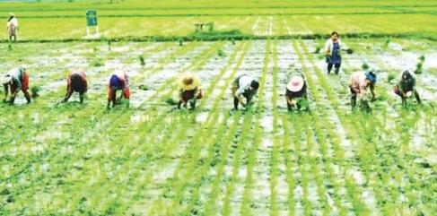 马奎省敏巫(斯固)县区今年已完成12,000多英亩雨季稻种植工作