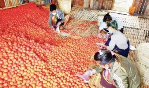 掸邦南部地区所产番茄大量进入曼德勒市场