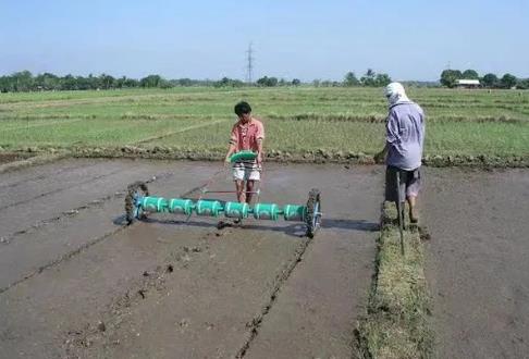 勃固省即将完成全部的雨季稻种植工作